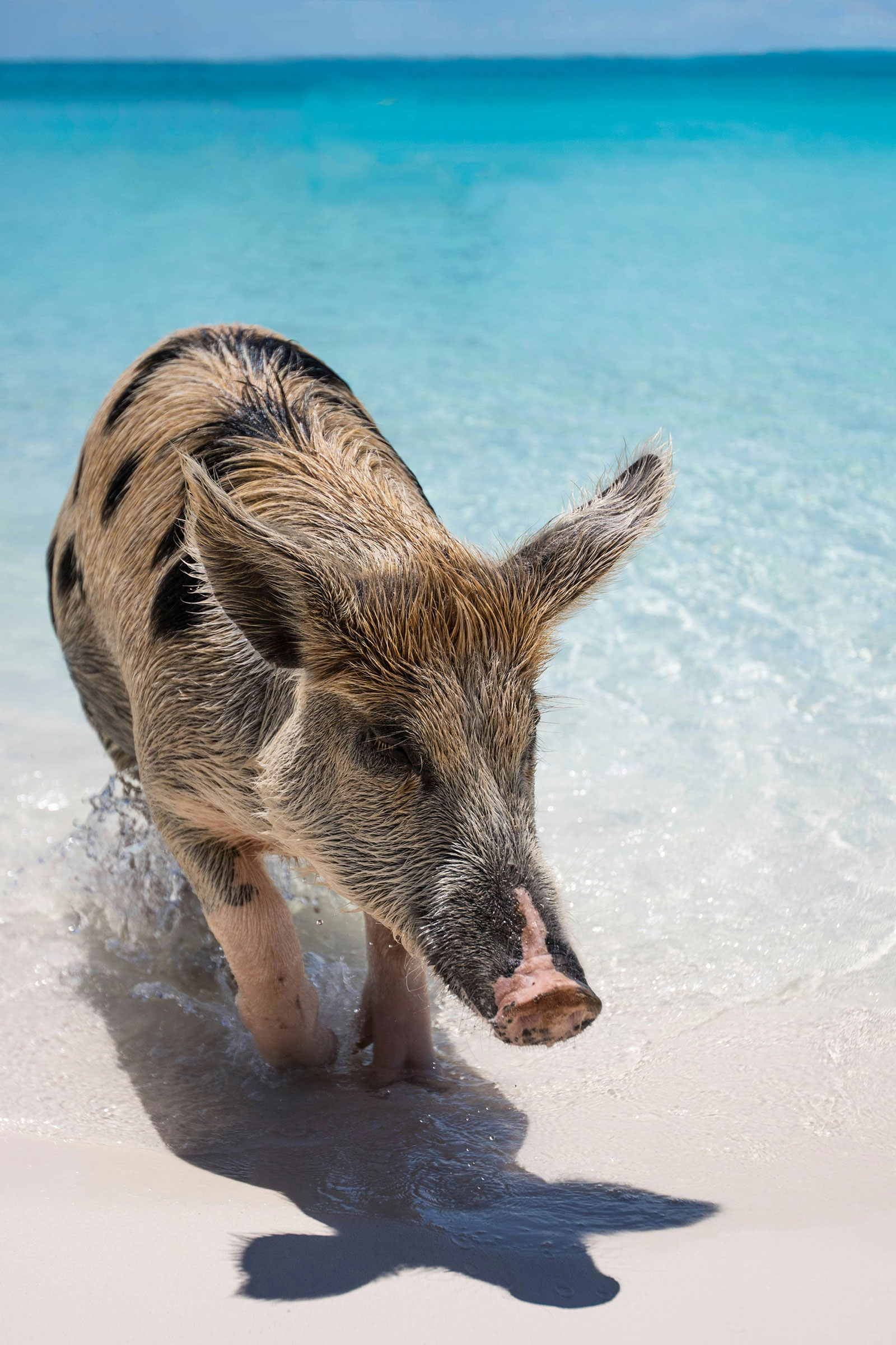 Exuma Pig Swimming pig walking onto the white sand beach in Exuma with clear turquoise water in the background.