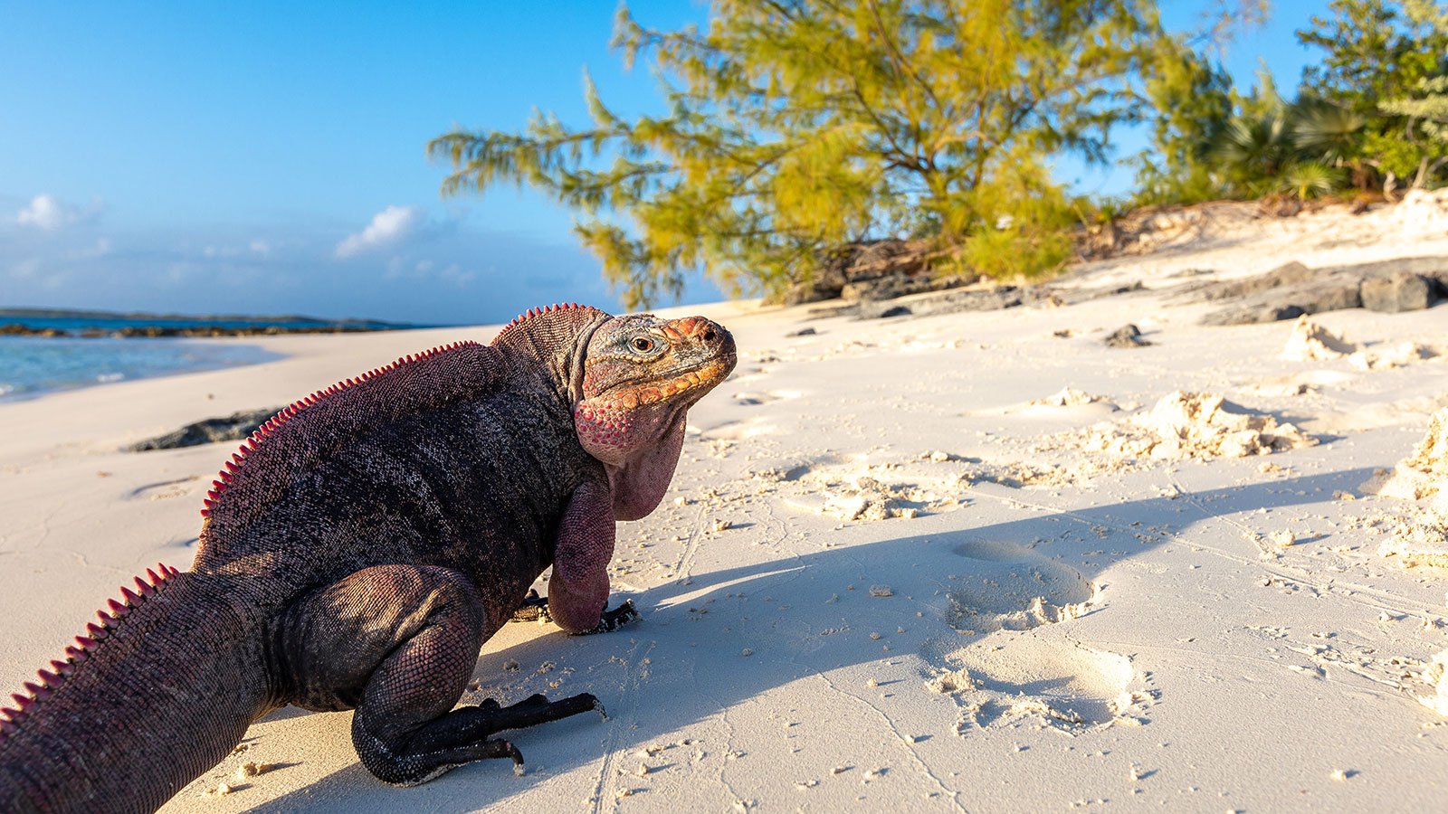 Indigo-House_exuma-9_1600 Close-up of a Bahamian iguana on a sandy beach with tropical vegetation in the background.